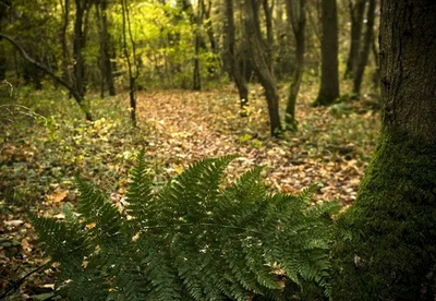 Biss Woods